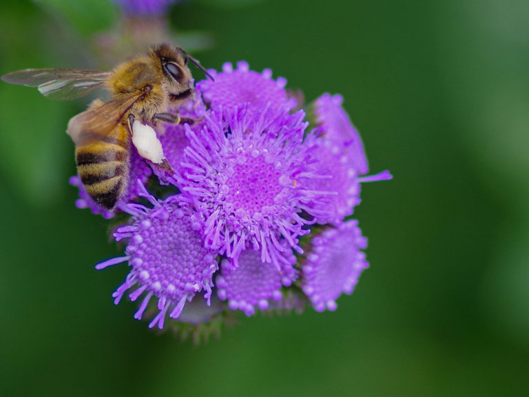 Read more about the article Flower Pollinators