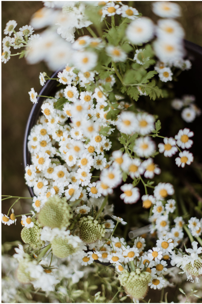 Luxury-wedding-garden-beautiful-unique-flowers-summer-tent-white-pastels-westchester-connecticut-country-design-fairfield-county-tablescape-dream-classic-bride-nyc-stunning-bud-vases-blueberries-seasonal-local-elegant-ranunuculus-roses-clematis-tent-anemone-jasmine-floral-design-designer-artist-gazebo-arch-arbor-chuppah-romantic-peonies, white-pastels-floral-crown